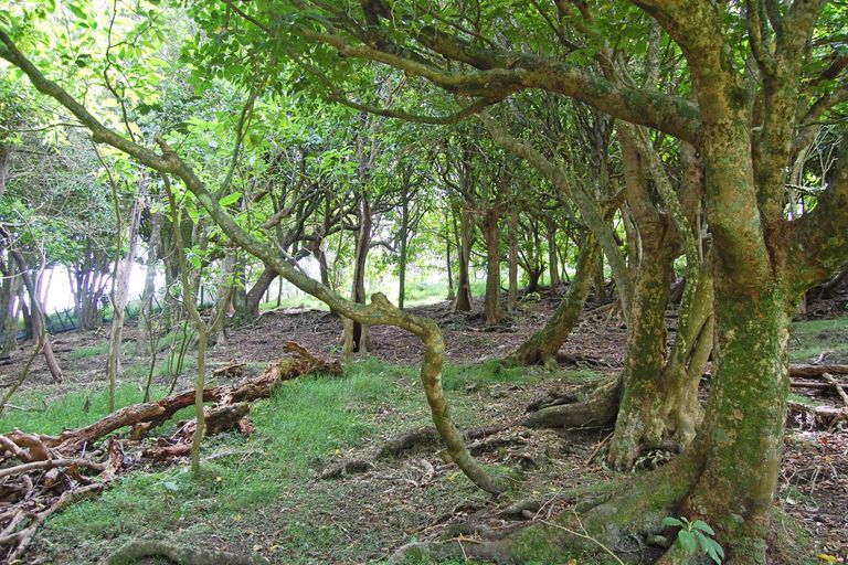 Photo of property in 319 Parekura Road, Kaiwaka, 0573