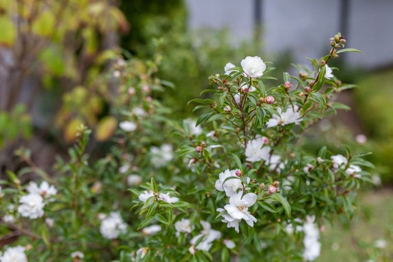 Photo of property in 5 Eatwell Avenue, Paraparaumu Beach, Paraparaumu, 5032