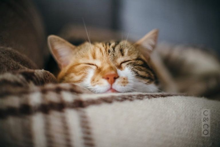 Photo of property in 6 Pheasant Lane, Waimauku, 0812