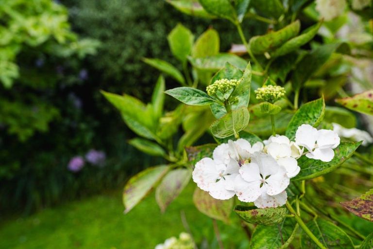 Photo of property in 61 Cannington Road, Maori Hill, Dunedin, 9010