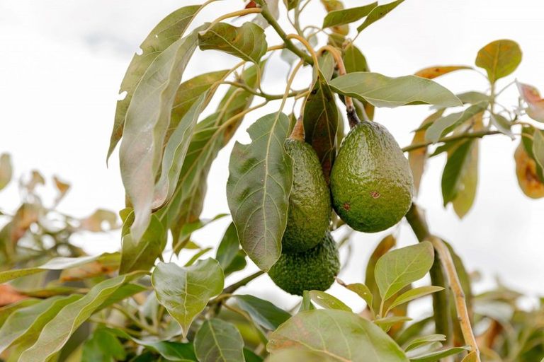 Photo of property in 30b Thompsons Track, Aongatete, 3178