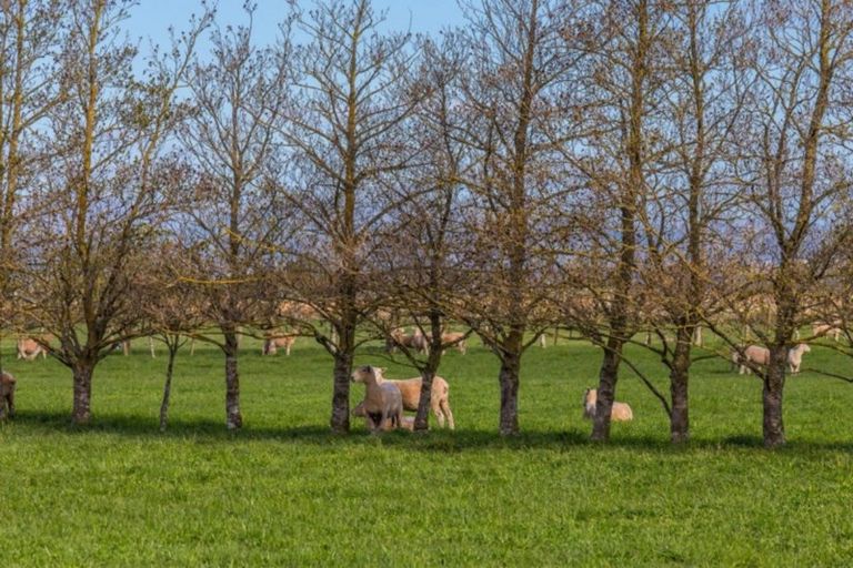 Photo of property in 1727 South Eyre Road, Eyrewell, Rangiora, 7476