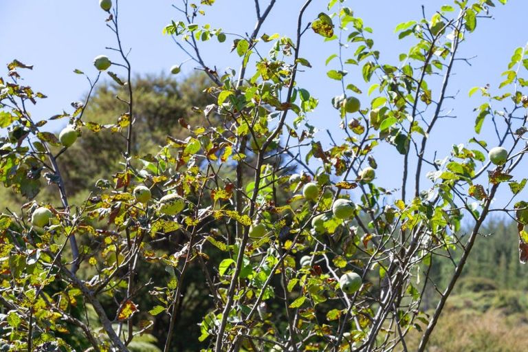 Photo of property in 896a Hikuai Settlement Road, Pauanui, Hikuai, 3579