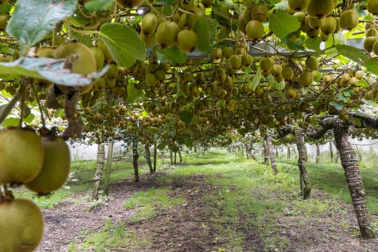 Photo of property in 43 Penmoral Lane, Lower Kaimai, Tauranga, 3171