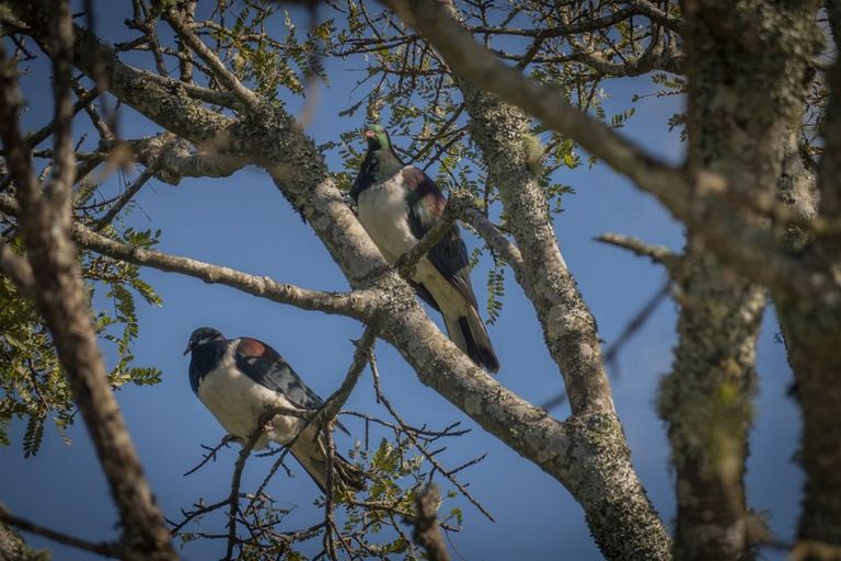 Photo of property in 142 Brunton Crescent, Thames, 3500