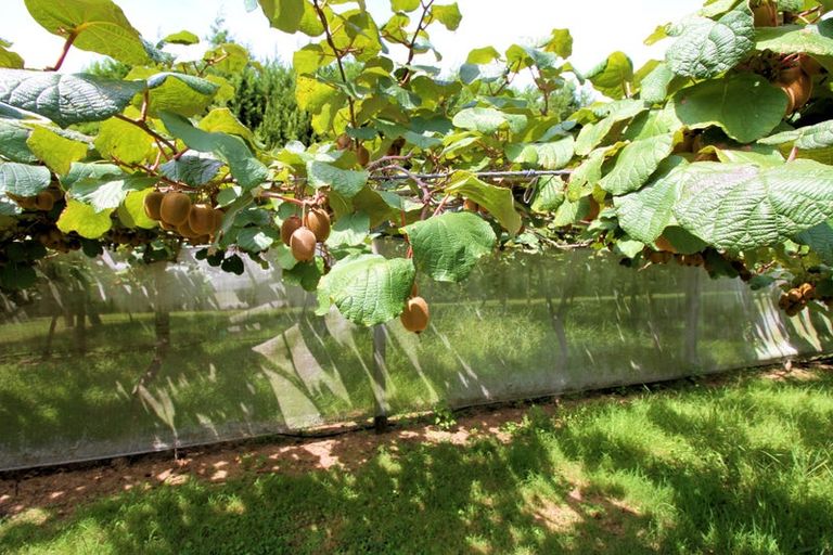 Photo of property in 92 Rangiuru Road, Rangiuru, Te Puke, 3188