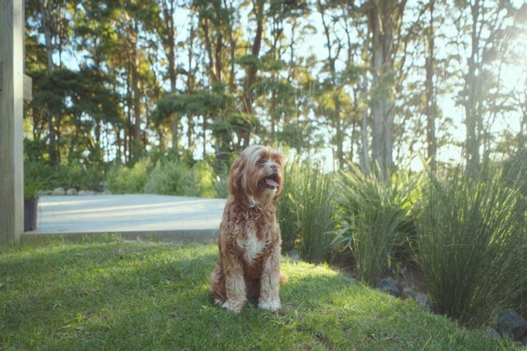 Photo of property in 629e Tara Road, Mangawhai, Kaiwaka, 0573