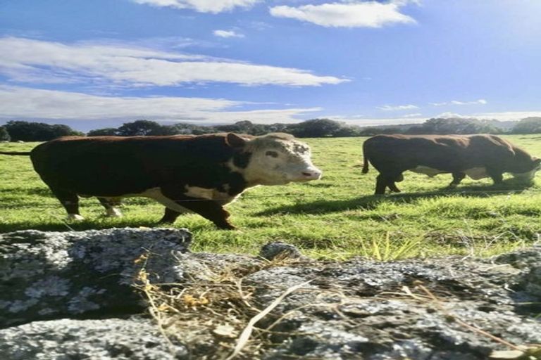 Photo of property in 121 Muir Avenue, Mangere Bridge, Auckland, 2022