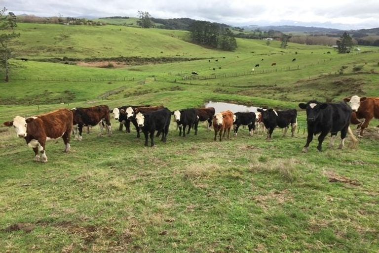 Photo of property in 113c Marua Road, Hikurangi, 0181