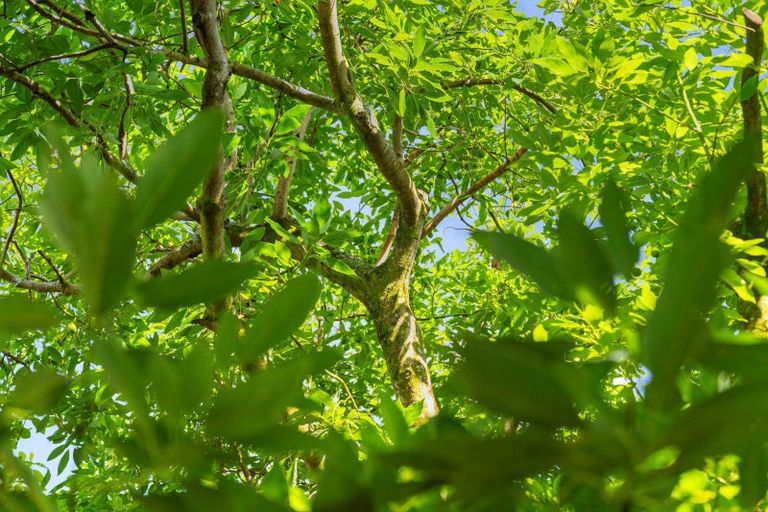 Photo of property in 204a No 2 Road, Te Puke, 3182