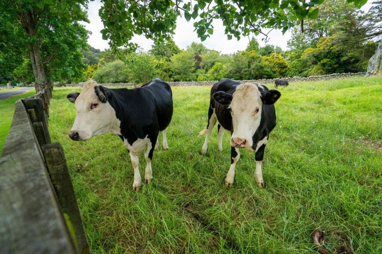 Photo of property in 524 Ngunguru Road, Glenbervie, Whangarei, 0173