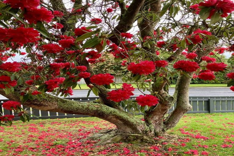 Photo of property in 57a Neal Street, Putaruru, 3411