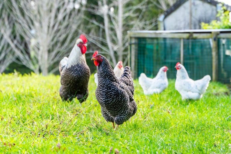 Photo of property in 51 Clendon Drive, Maungatapere, Whangarei, 0179