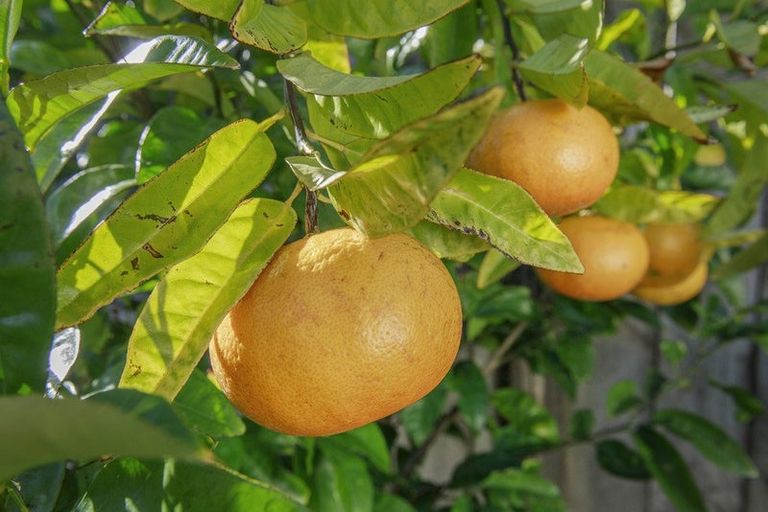 Photo of property in 1d Kereru Bend, Tawa, Wellington, 5028