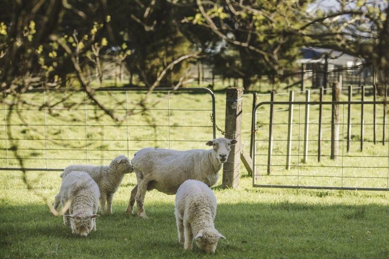 Photo of property in 195 Dudley Road Upper, Inglewood, 4386