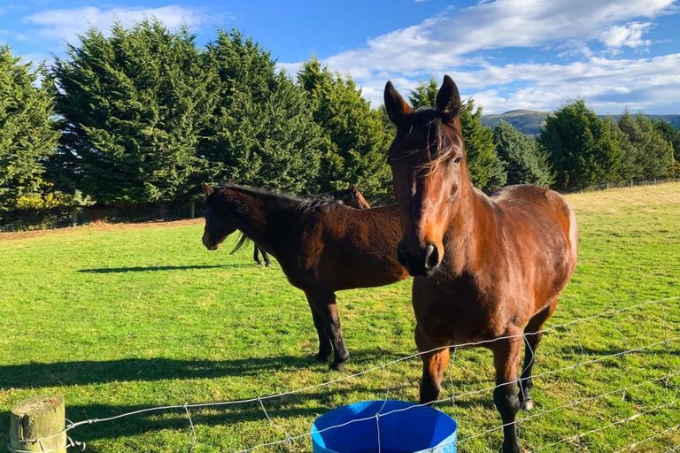 Photo of property in 96 Campbells Road, Pine Hill, Dunedin, 9010