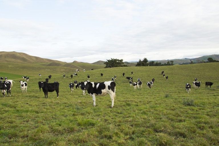 Photo of property in 233 Elephant Hill Road, Waihao Downs, Waimate, 7977