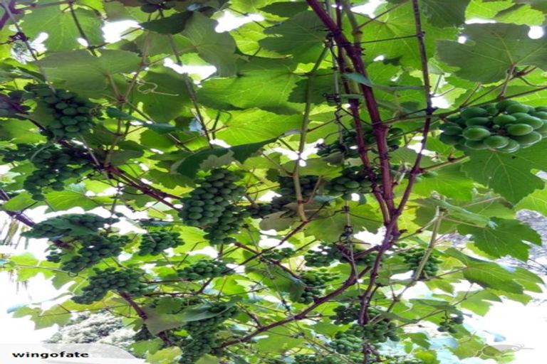 Photo of property in 3/56 Hillside Road, Papatoetoe, Auckland, 2025