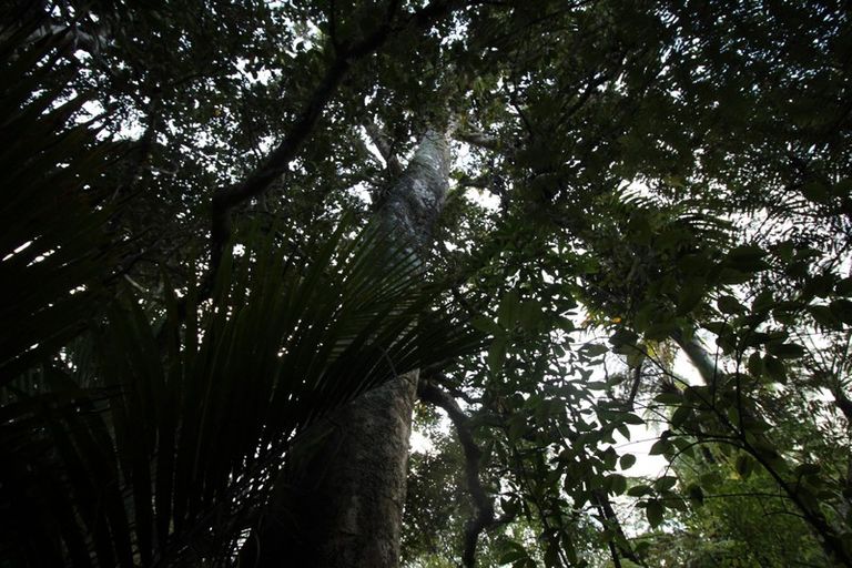 Photo of property in 2567 Rings Road, Coromandel, 3506