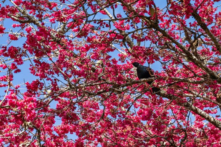 Photo of property in 53 Gamman Mill Road, Oropi, Tauranga, 3173