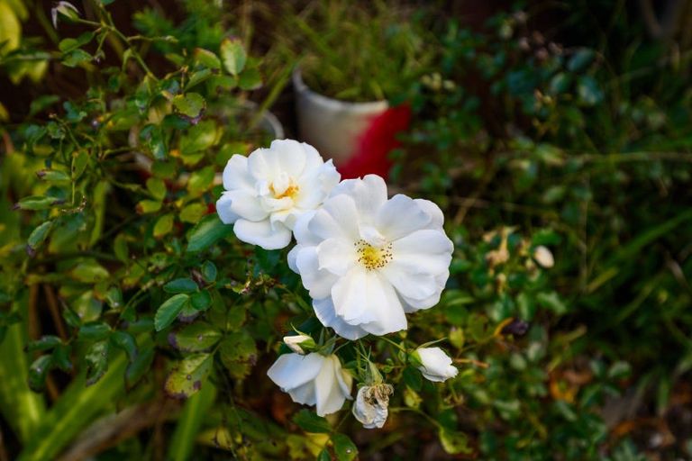 Photo of property in 6 Moerangi Street, West End, Palmerston North, 4410