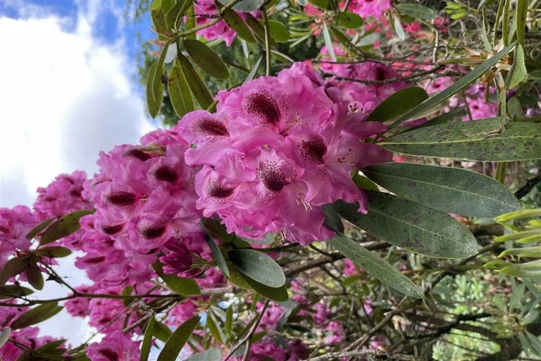 Photo of property in 488 Tapuwae Road, Maniaiti / Benneydale, Te Kuiti, 3987