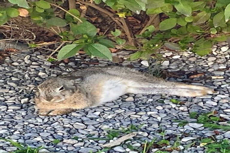 Photo of property in 106b New Renwick Road, Burleigh, Blenheim, 7201