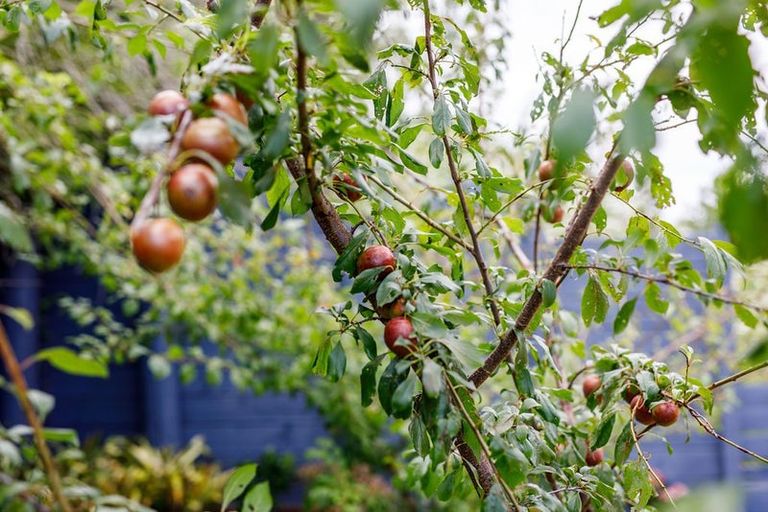 Photo of property in 61 Appenzell Drive, Whakatane, 3120