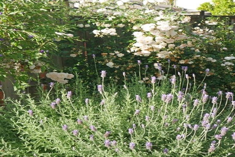 Photo of property in 762 Chapel Road, Shamrock Park, Auckland, 2016