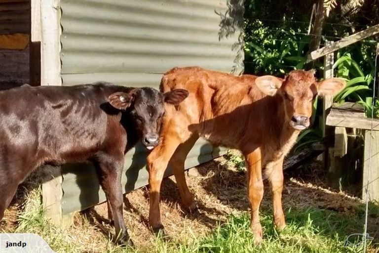 Photo of property in 1280 Upper Ohauiti Road, Ohauiti, Tauranga, 3173