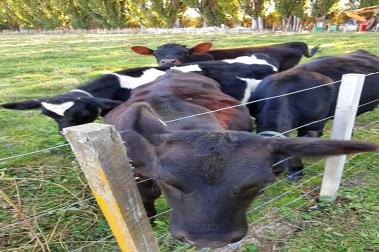 Photo of property in 82 Tollemache Road East, Longlands, Hastings, 4122