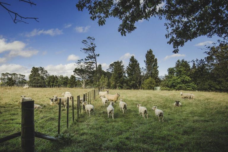Photo of property in 195 Dudley Road Upper, Inglewood, 4386