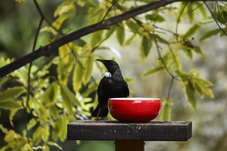 Photo of property in 1348a Pohangina Road, Pohangina, Ashhurst, 4884