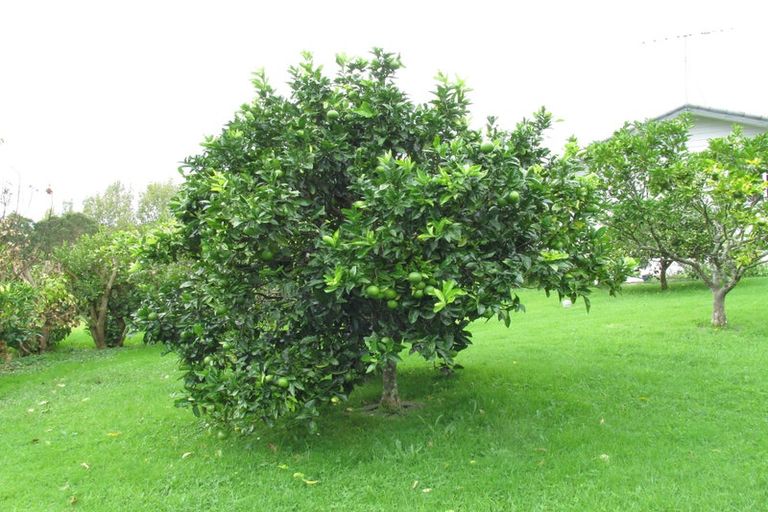 Photo of property in 47 Wilson Road, Wellsford, 0972