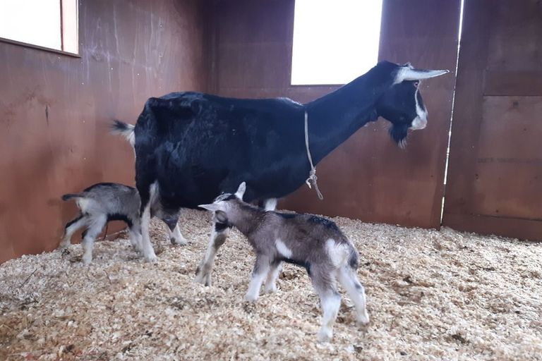 Photo of property in 23 Rameka Creek Road, Motupipi, Takaka, 7183