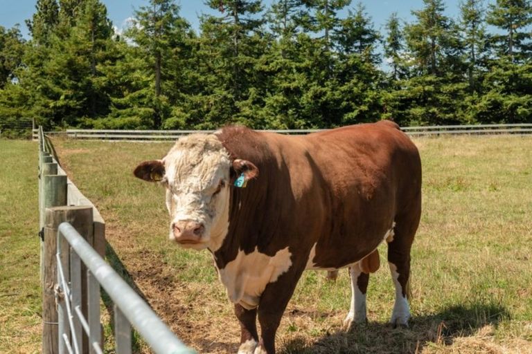 Photo of property in 6 Sarona Park Drive, Omanawa, Tauranga, 3171