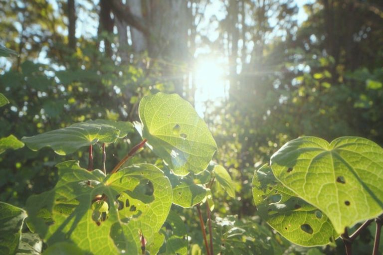 Photo of property in 629e Tara Road, Mangawhai, Kaiwaka, 0573