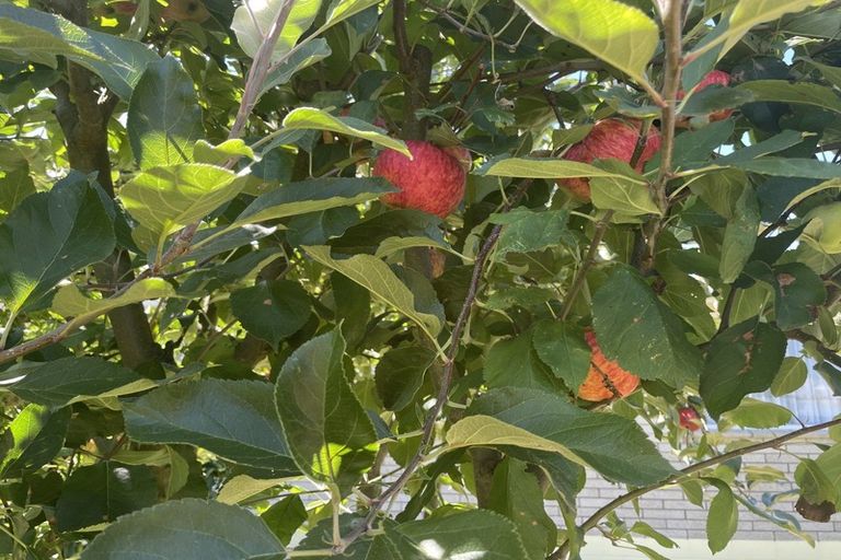 Photo of property in 9594 Paeroa Kopu Road, Kopu, Thames, 3578