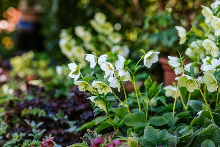 Photo of property in 703 Aubrey Road, Albert Town, Wanaka, 9305