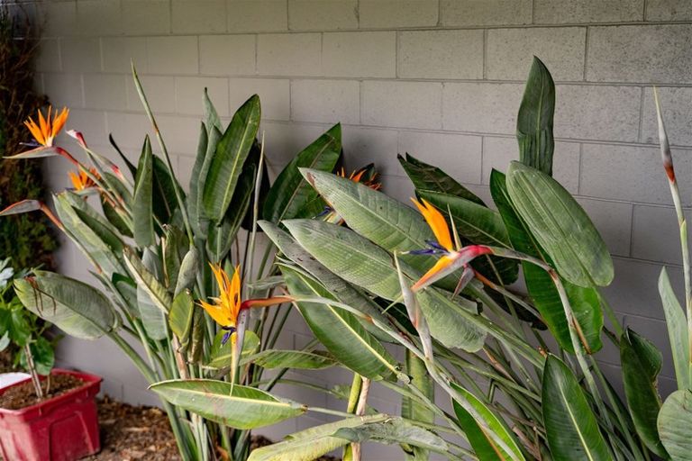 Photo of property in 17 Tawa Street, Lansdowne, Masterton, 5810