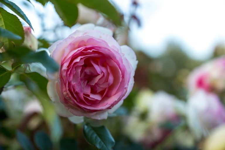 Photo of property in 38a Pokapu Street, Titirangi, Auckland, 0600