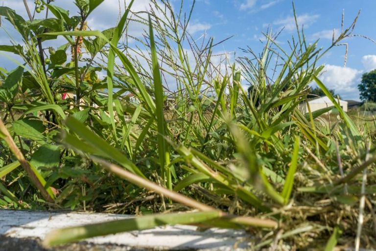 Photo of property in 1 Great Collins Street, Ohaupo, 3803