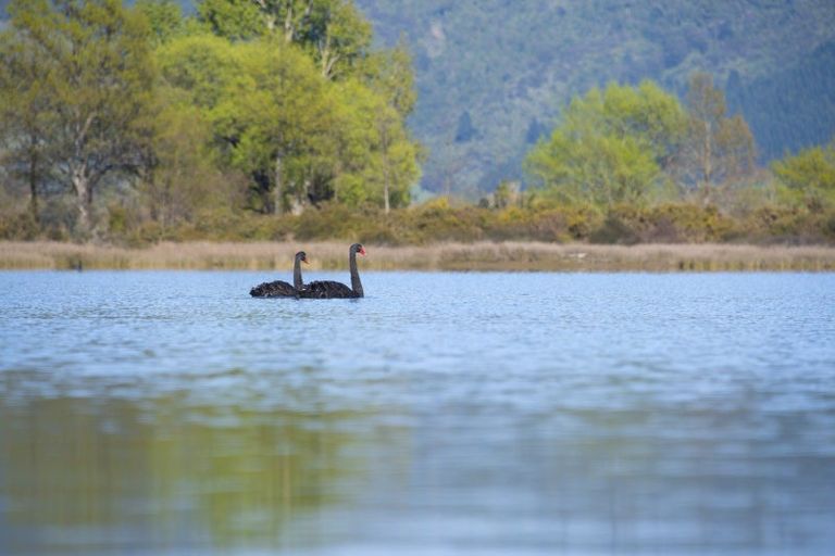 Photo of property in 1735 Queen Charlotte Drive, Linkwater, Picton, 7281