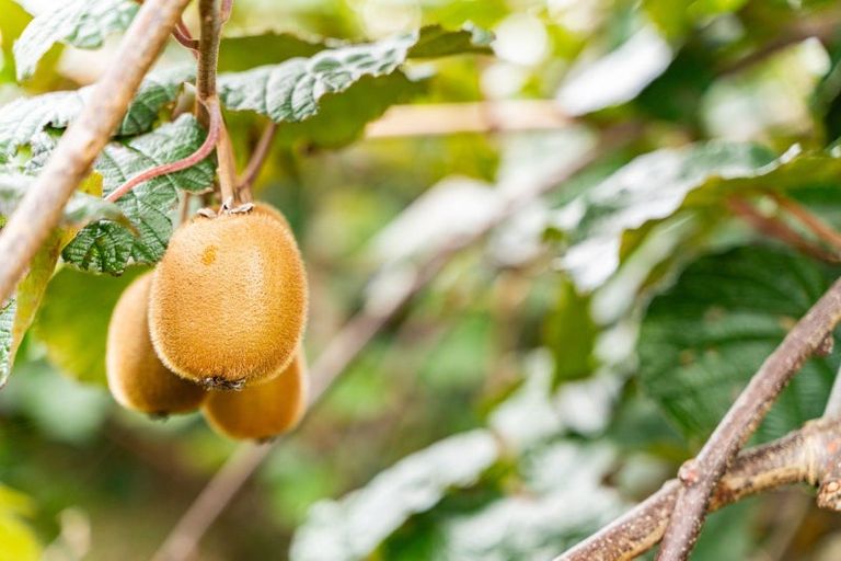 Photo of property in 174 Whatitiri Road, Maungatapere, Whangarei, 0179