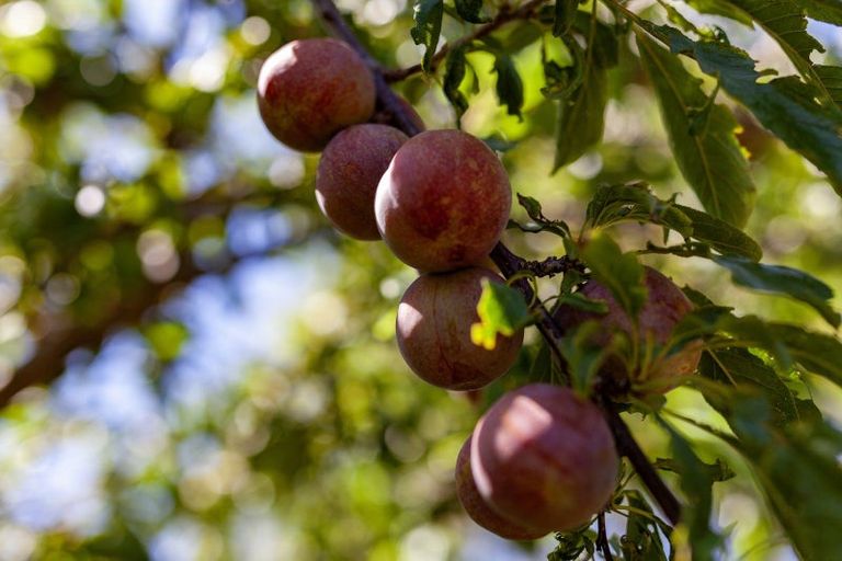 Photo of property in 7 Kawau Grove, Waikanae Beach, Waikanae, 5036