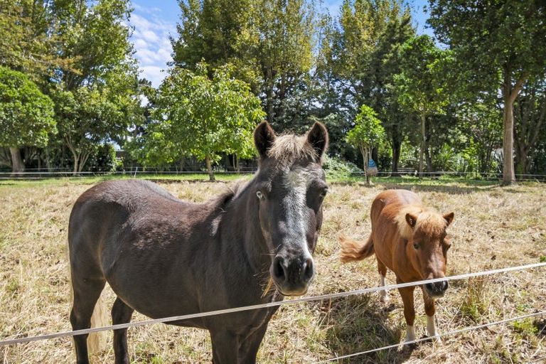 Photo of property in 23 Hennesey Road, Shannon, Palmerston North, 4474