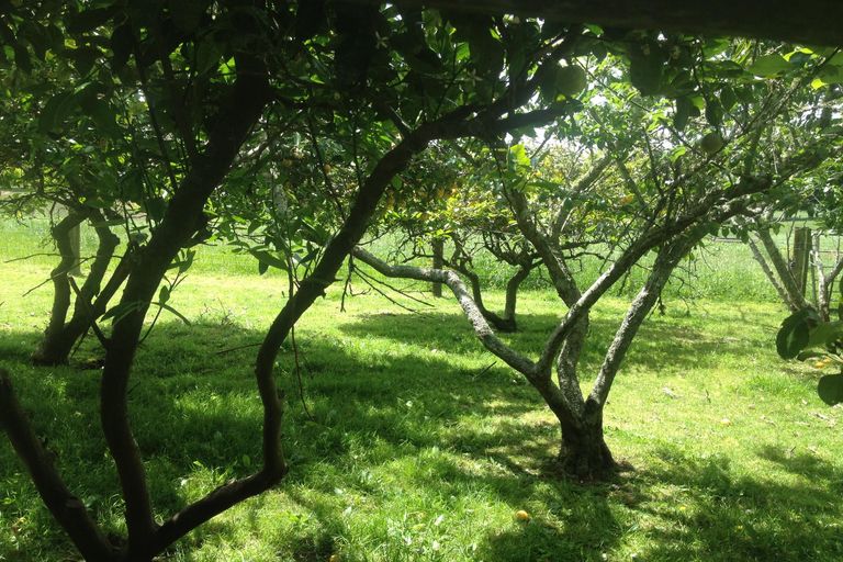 Photo of property in 124 Pukekapia Road, Rotongaro, Huntly, 3772