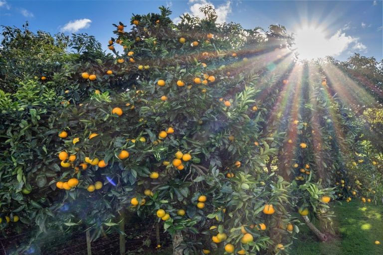 Photo of property in 91 Morton Road, Aongatete, Katikati, 3181