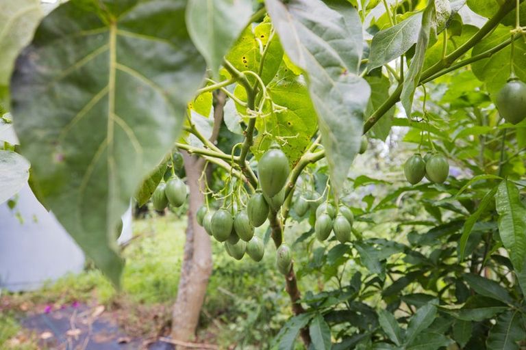 Photo of property in 108 Garbolino Road, Mangawhai, Kaiwaka, 0573