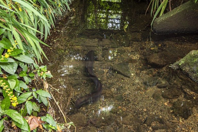 Photo of property in 14 Elgin Place, Te Kamo, Whangarei, 0112